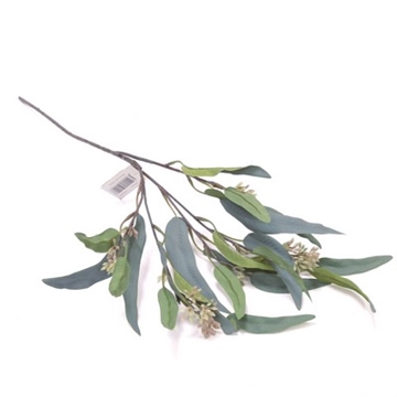 Eucalyptus grøn silkeblomst